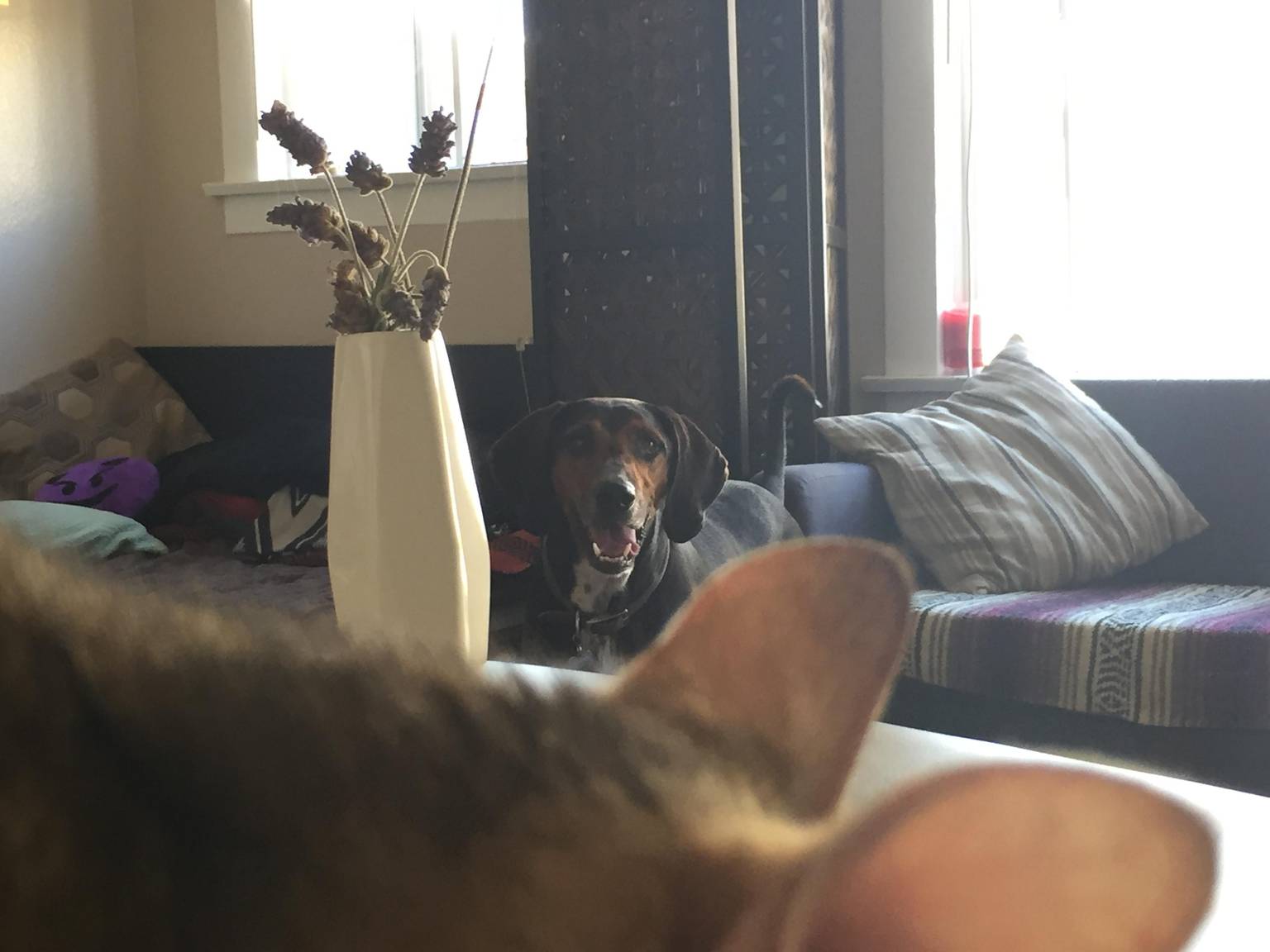 Professional dog care services